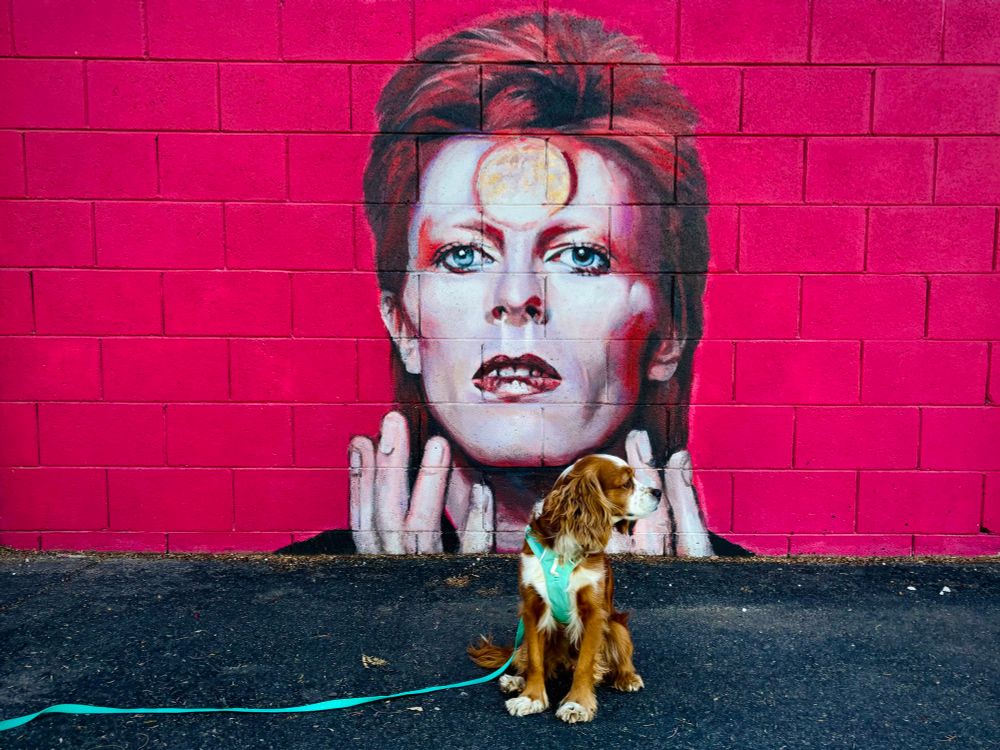 Brown and white spaniel seated before a mural of David Bowie.