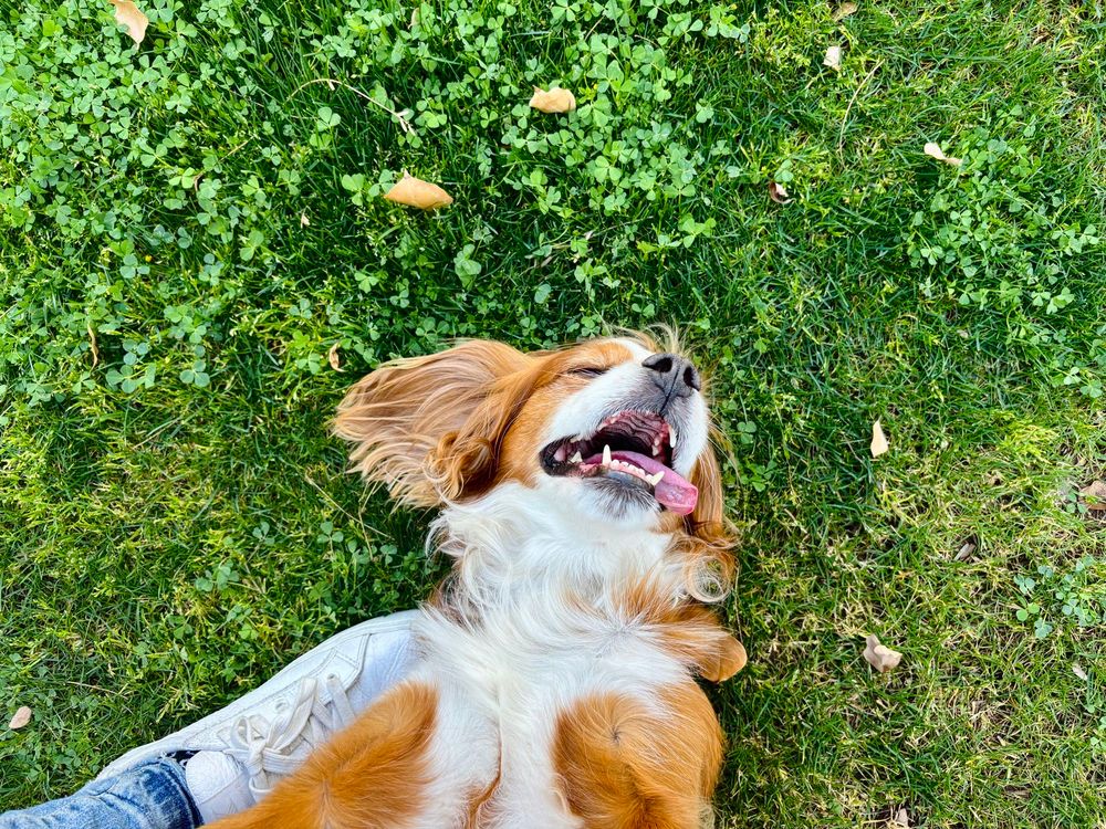 Brown and white spaniel with his tongue out in the grass upside down.