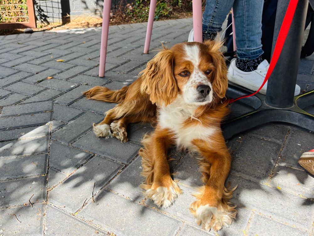 Brown and white spaniel lying under a table at an outdoor cafe.