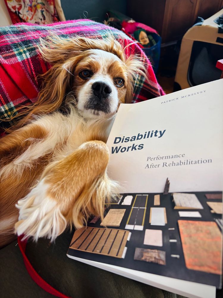 A brown and white Cavalier King Charles spaniel reclines on his back, paw bent, next to a book with the title “Disability Works.”