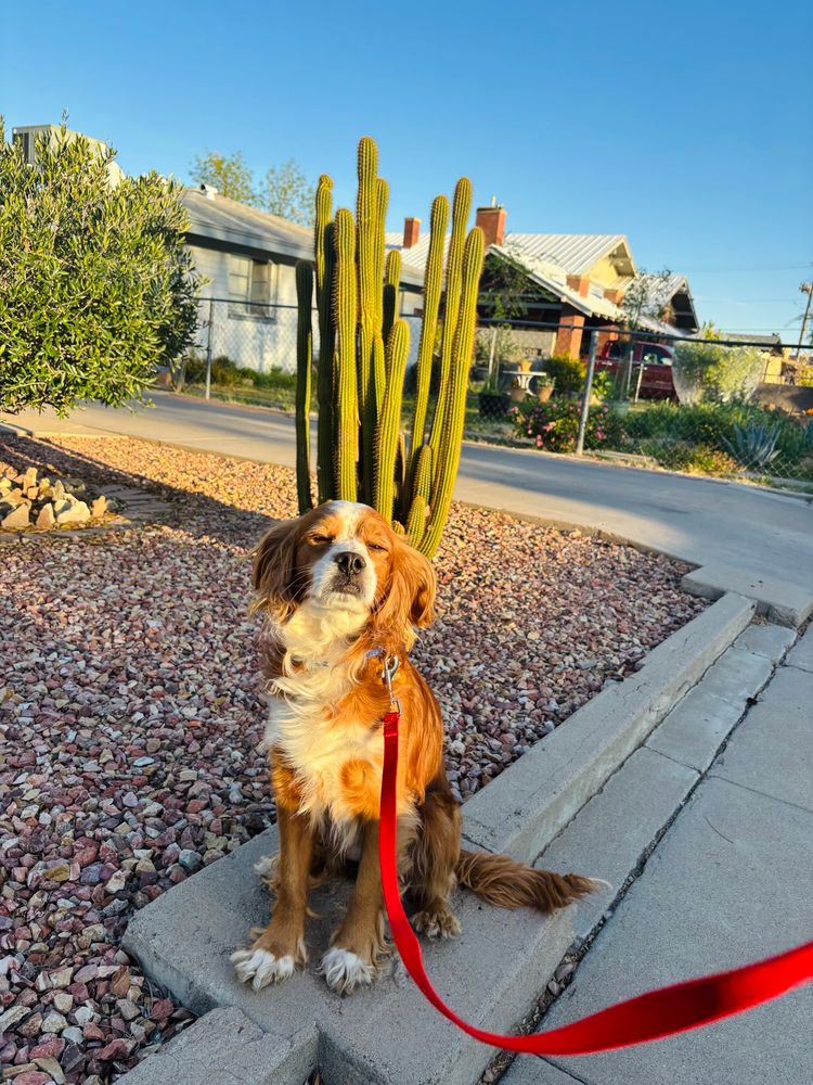Brown and white spaniel squinting before a cactus in morning light.
