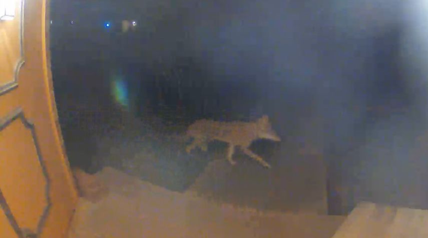 Screen shot of a coyote in motion 
