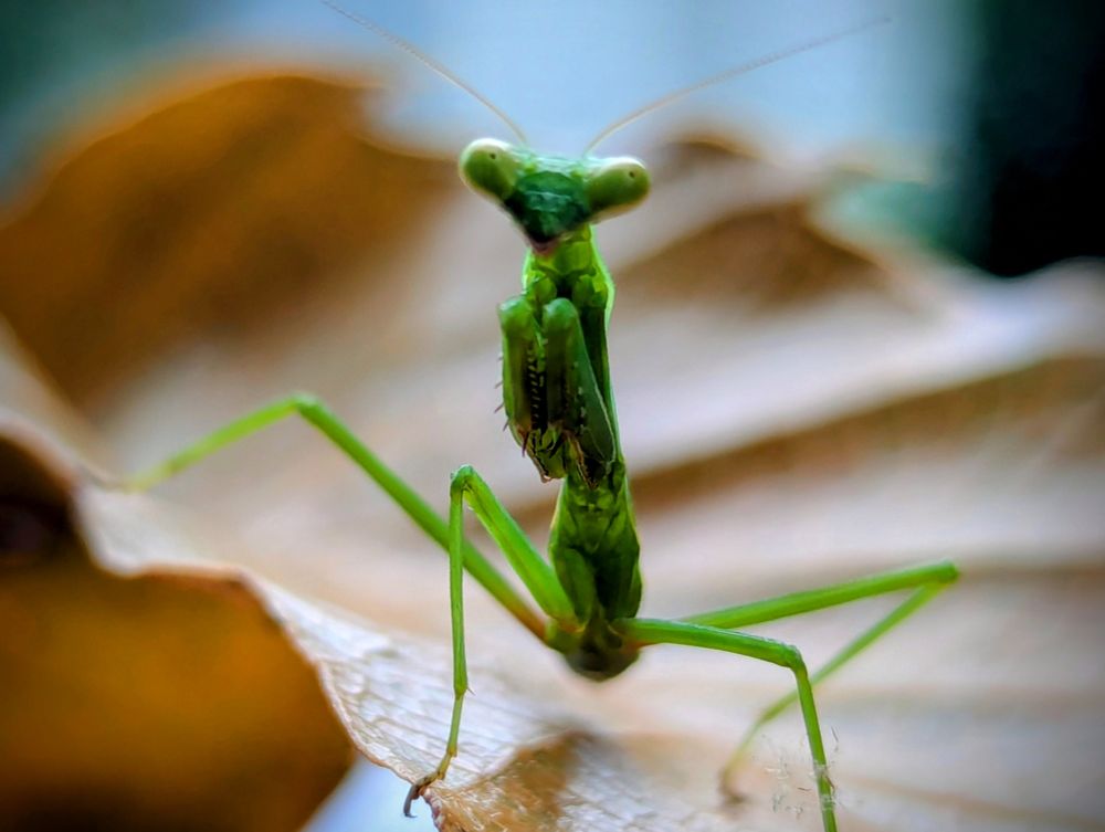 Green praying mantis looking at the camera while standing on a brown leaf.