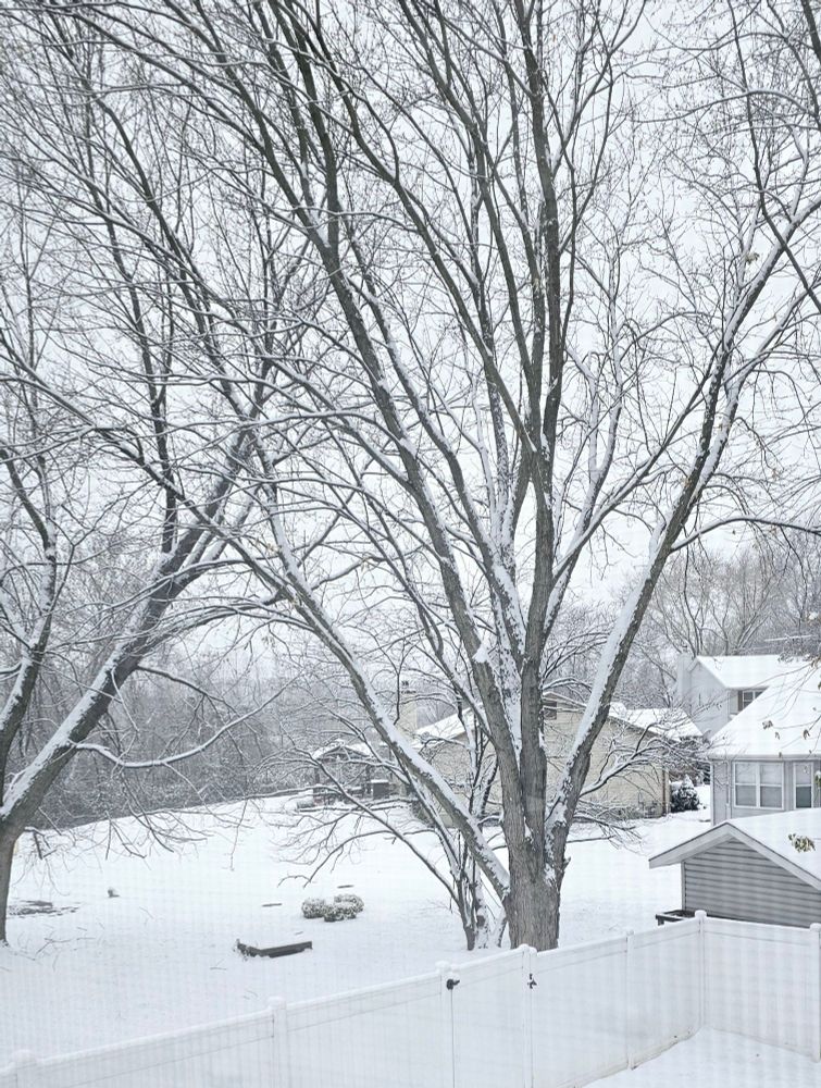View from my bedroom window of a snowy landscape of a fenced backyard, trees, and neighborhood houses. There's a couple inches of snow covering everything.