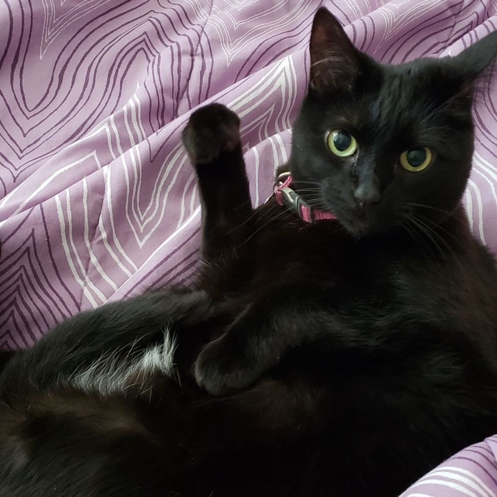 Picture of a black cat lounging on her back, front right paw held up, looking at the camera.