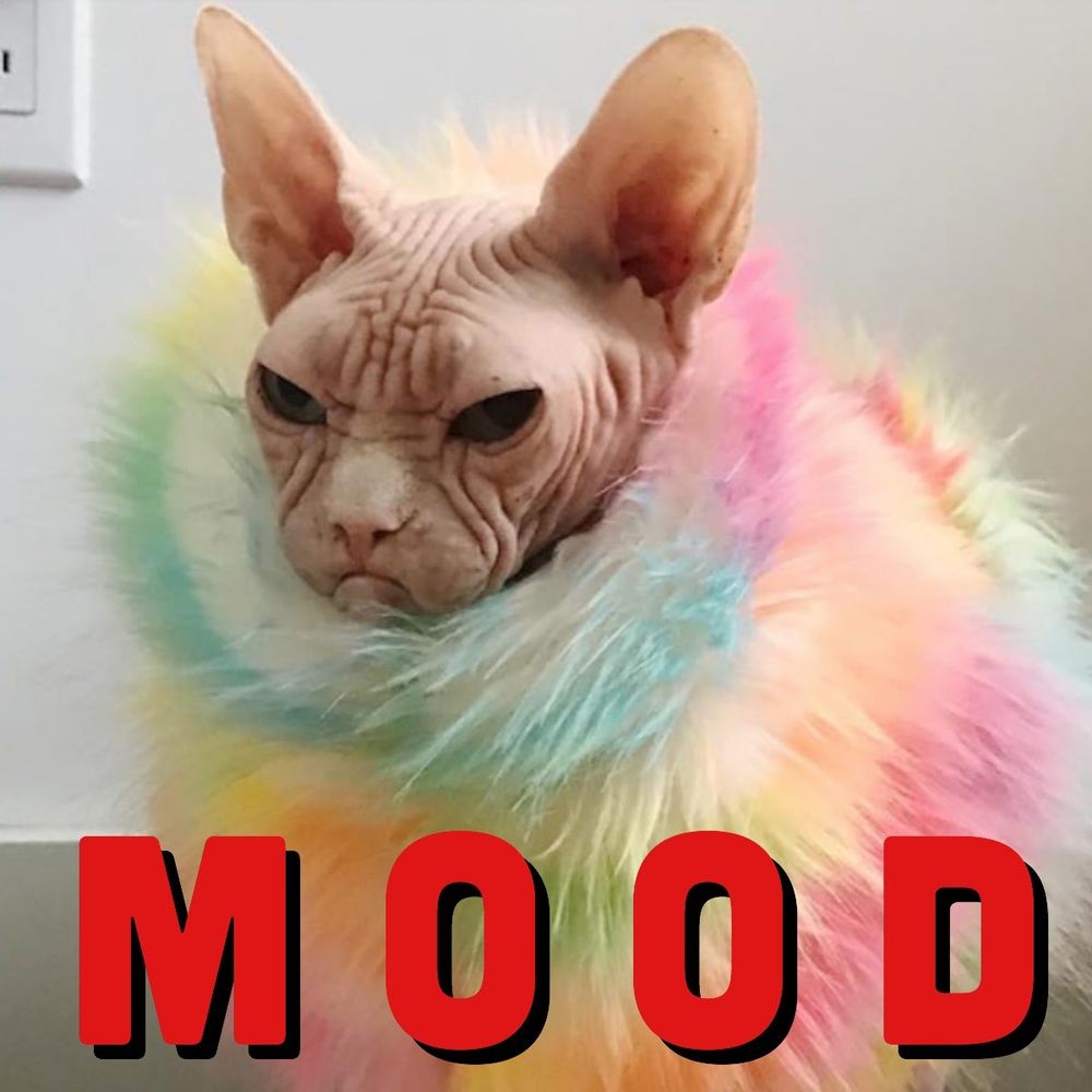 Meme of a picture of a hairless cat in a fuzzy rainbow sweater with the word MOOD in large red font and all caps is seen across the bottom.