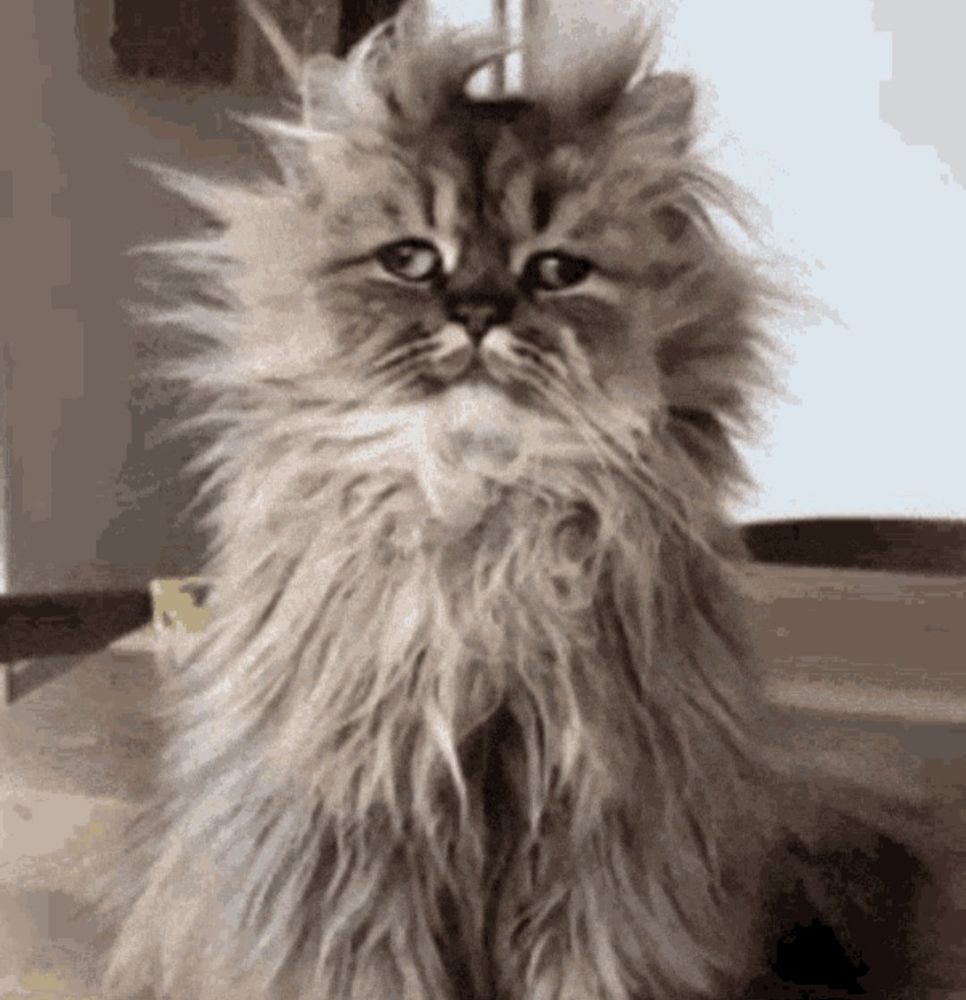 Picture of a gray long-haired cat that has severe bed head and its eyes are going in the opposite direction. 