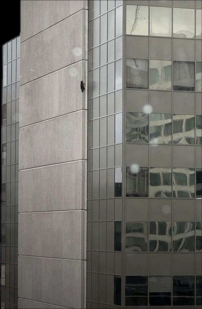Seen from across the street, a raccoon climbs up the side of an office tower, many stories up. 