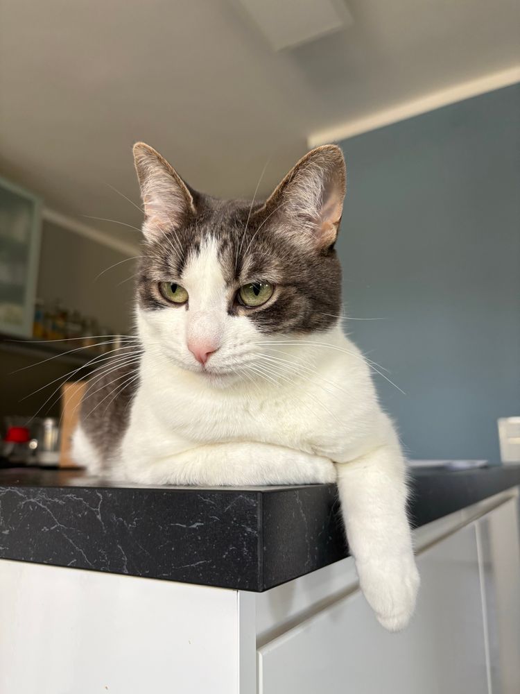 Tabby white cat sitting at the corner of a kitchen counter, one leg hanging over