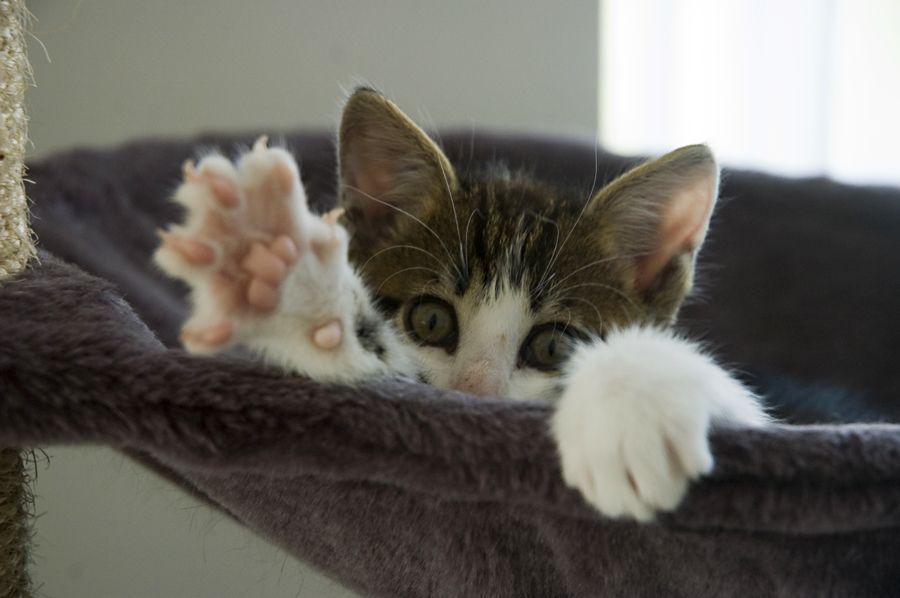 Kitten in a cat tree sleeping area, only half head from eyes up visible, looking curious at camera, one paw open and one grepping the edge of the sleeping area