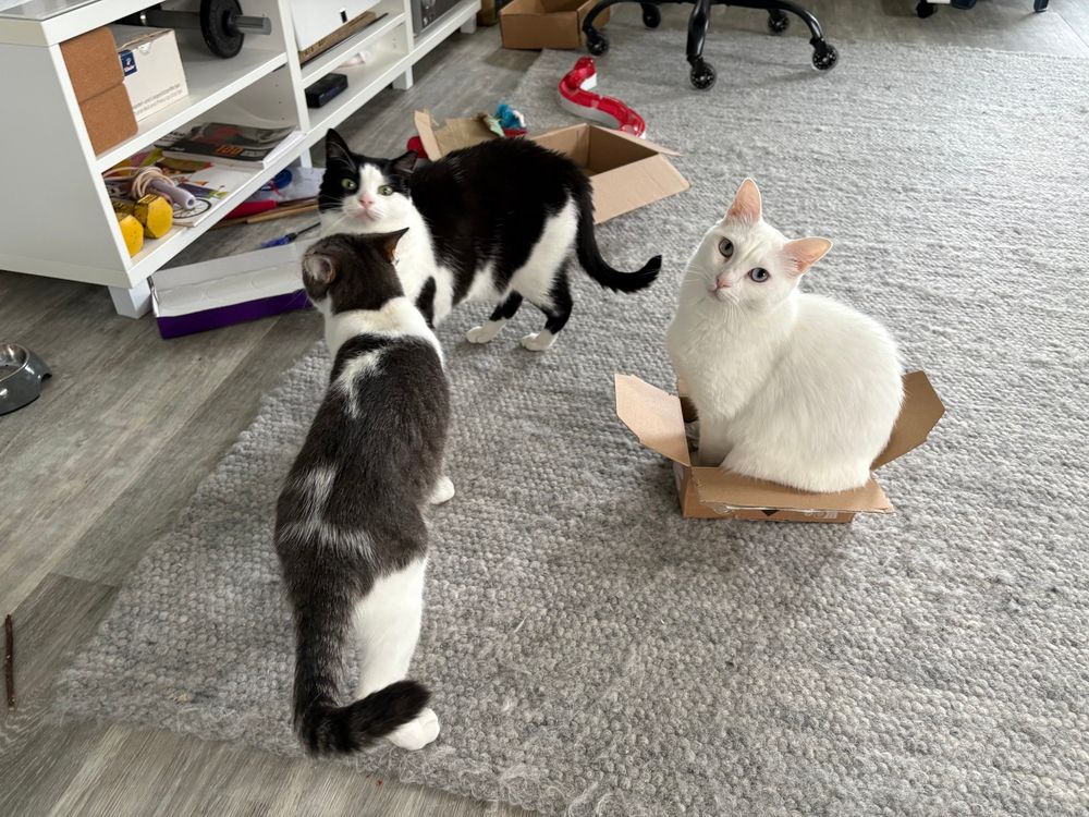 One white cat sitting in a small box looking at the camera. Left are two other cat, a gray tabby from the back, a tuxedo cat behind looking over the head of the tabby cat.