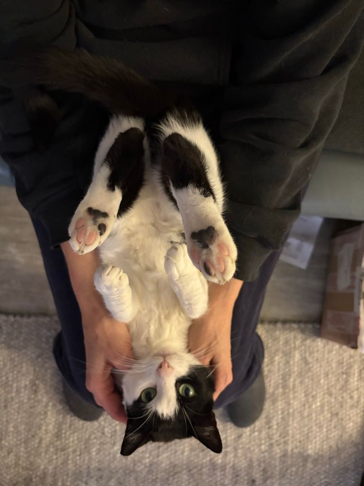 Black and white cat laying on a lap, belly up all paws visible 