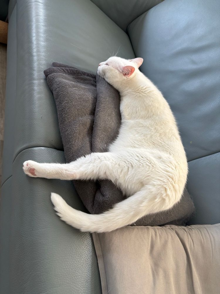 White cat on a sofa sleeping with one back leg stretched out