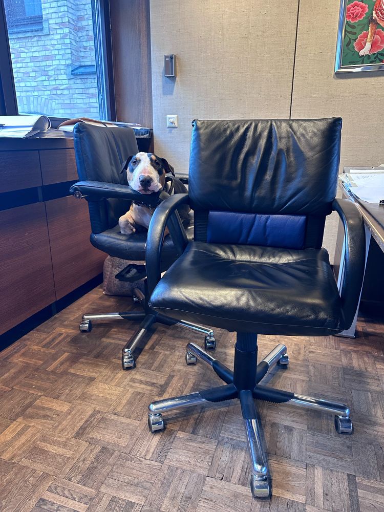 Bullterrier occupied the main chair in the office.