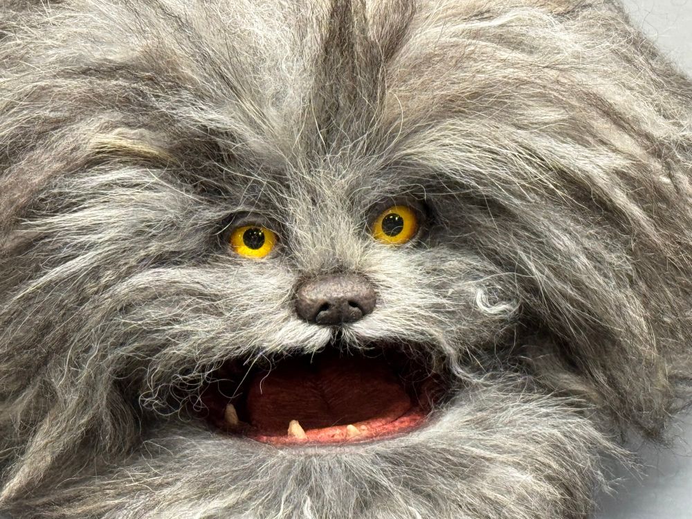 Fizzgig closeup