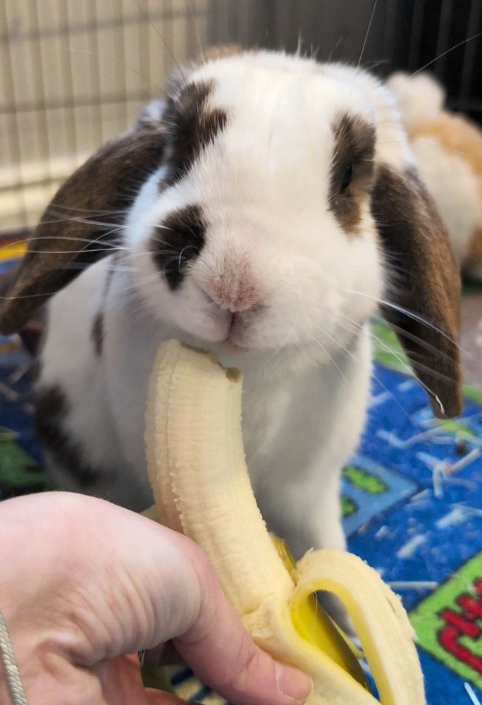 A white and brown pet bunny celebrates his 9th birthday with his favourite treat, a banana, which he happily eats while looking at the camera. 