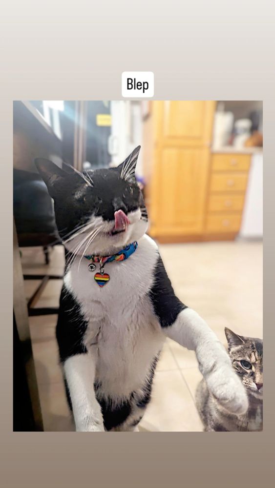 A tuxedo cat stands on his back legs and licks his own nose in response to a treat. A big blep. 