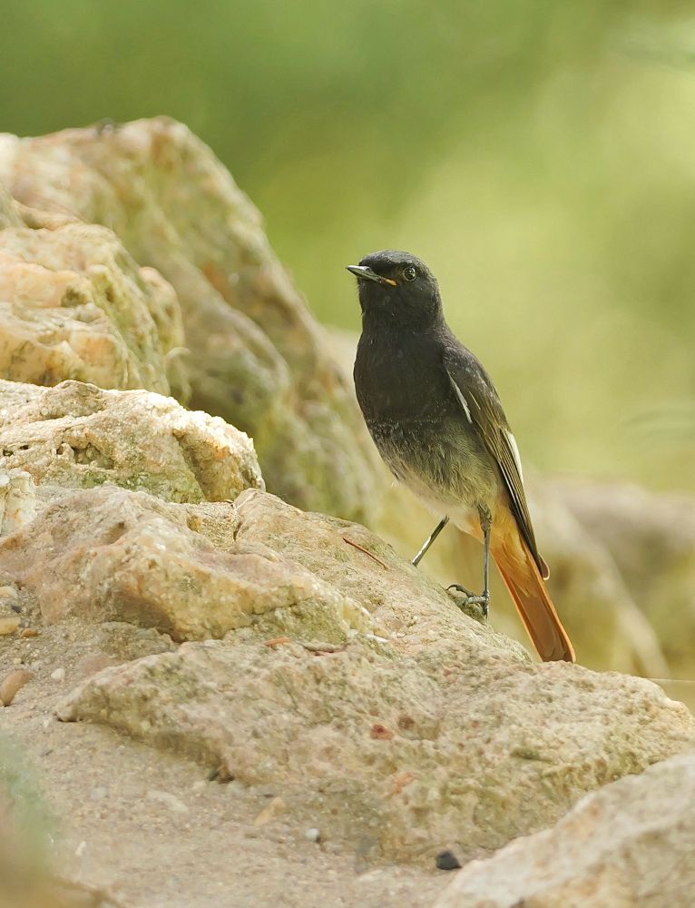 Vogel op een rotsachtige ondergrond. De vogel heeft een zwart verenkleed met een opvallende roestrode staart en lichte vlekjes op de vleugels. De poten zijn slank en donker. De achtergrond is wazig groen, wat de focus volledig op de vogel legt. De houding van de vogel is alert, met het hoofd iets omhoog.