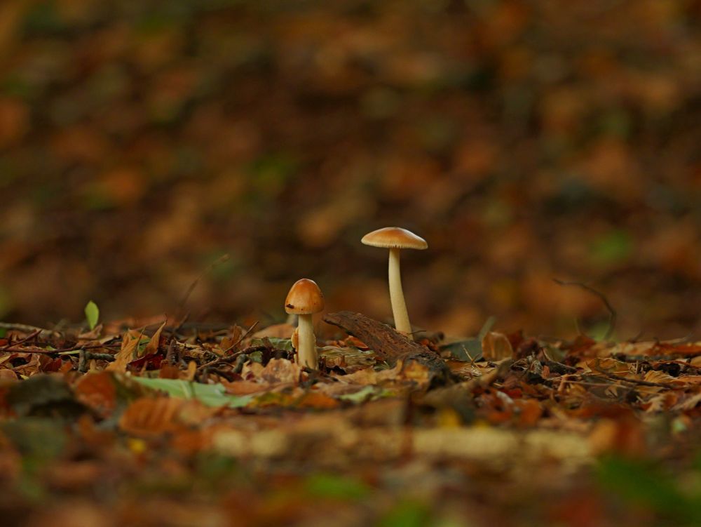 Twee paddenstoelen op een bosgrond. De grond is bedekt met droge bladeren, takjes en wat groene stukjes. De linker paddenstoel is lager en iets dikker, de rechter is hoger en wat slanker met een plattere hoed. De achtergrond is onscherp met warme bruine, oranje en groene tinten, waardoor de paddenstoelen op de voorgrond extra opvallen. De sfeer is herfstachtig.