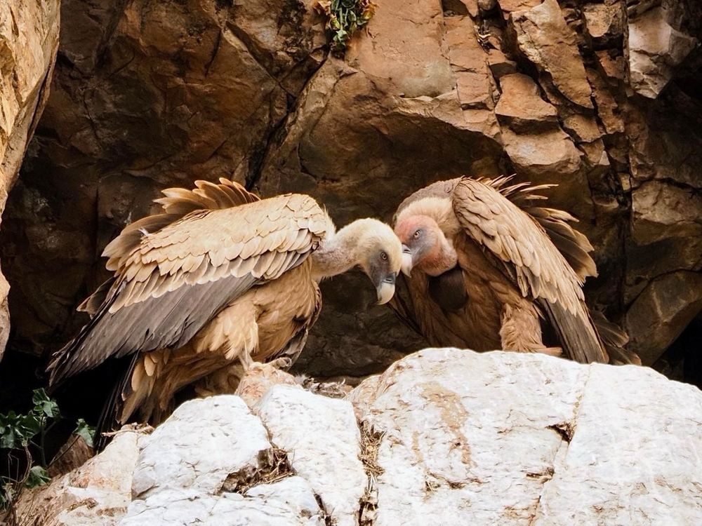 Twee grote gieren op een rots, beide met naar voren gebogen nekken alsof ze elkaar begroeten of contact maken. Hun verenkleed is grotendeels lichtbruin met wat donkerdere uiteinden aan de vleugels en staart. Ze hebben lange halsveren en hun koppen zijn relatief kaal met lichte dons. Achter hen zijn grillige, rotsachtige wanden zichtbaar, wat erop wijst dat ze zich op een klif of bergachtige plek bevinden. De houding van de vogels straalt een soort onderlinge verbondenheid of interactie uit.