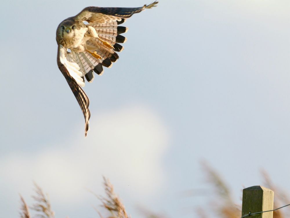 Een roofvogel met gespreide vleugels die net opvliegt vanaf een houten paaltje. Op de voorgrond zijn vage grashalmen zichtbaar en op de achtergrond is de lucht lichtblauw met wat zachte wolken. De vogel heeft een lichte buik, donkere vleugelpunten en gele poten.