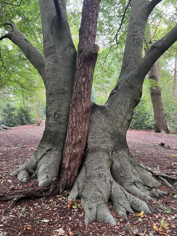 Twee dikke, grijzige boomstammen met opvallende, grillige wortels die boven de grond uitsteken. Tussen deze stammen groeit een derde boom met een roodbruine schors, wat het geheel een bijzonder en uniek uiterlijk geeft. Op de grijzige boomstammen zijn wst inscripties en gekerfde namen zichtbaar, waarschijnlijk gemaakt door mensen in het verleden. De bomen staan in een bosrijke omgeving op een bodem met veel gevallen bladeren en een paar verspreide takjes. In de achtergrond zijn meer bomen en groen zichtbaar.