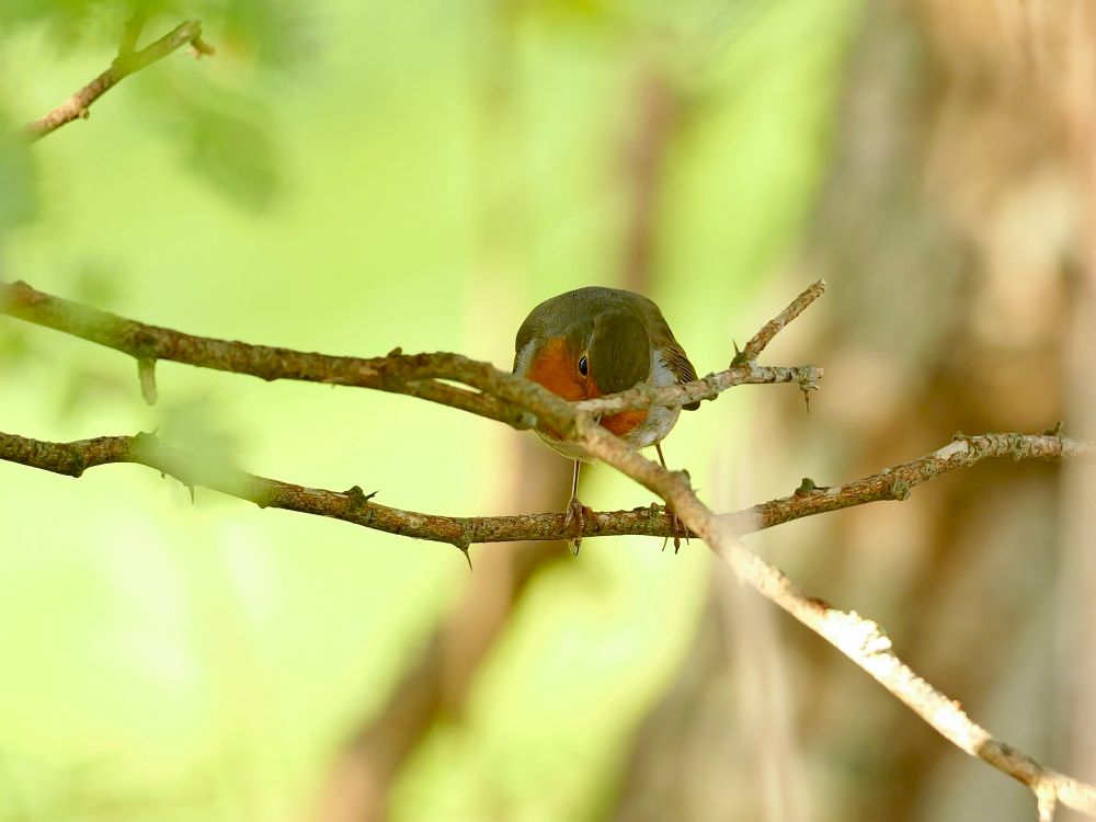 Een roodborstje zit op een boomtak. De vogel heeft een oranje borst en een groenbruine rug. Het is omgeven door zachte groene en bruine kleuren van het bos, met onscherpe takken en bladeren op de achtergrond. Het roodborstje kijkt schuin naar beneden tussen de takken door, wat het een nieuwsgierige uitstraling geeft.
