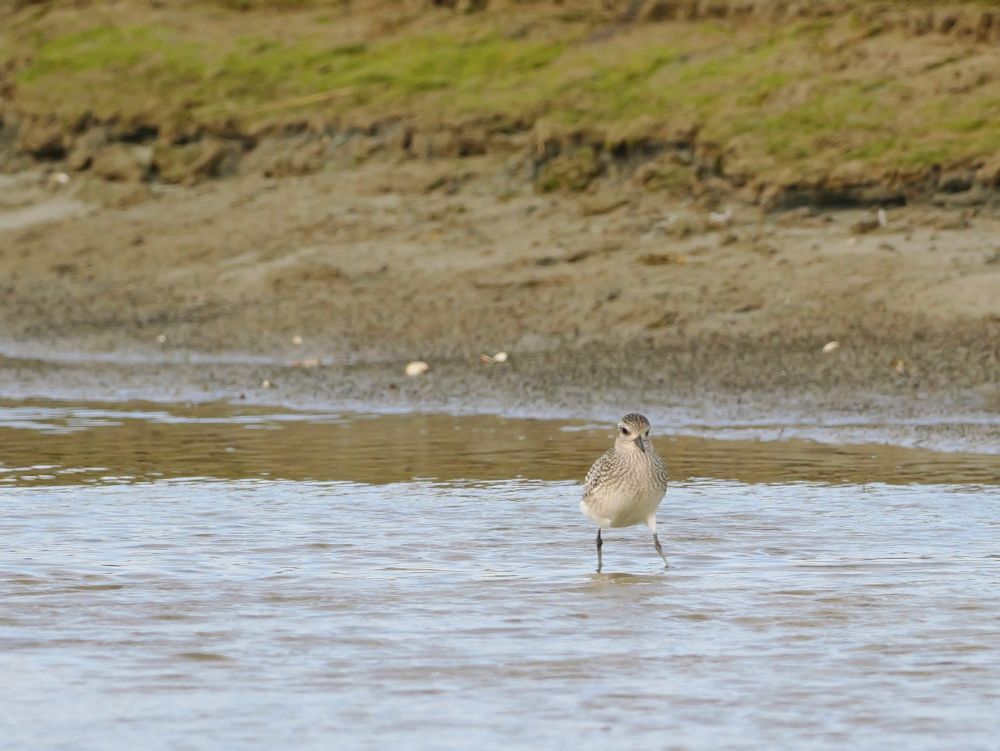 Vogel aan de waterrand, op een zanderige oever. Op de voorgrond staat een vogel met een lichtgrijze en bruinige tekening op zijn veren, met een witte buik en donkere poten. De vogel heeft een relatief korte snavel en kijkt recht naar voren. De achtergrond bestaat uit nat zand en wat groene begroeiing op de oever. Het water stroomt ondiep langs de vogel.