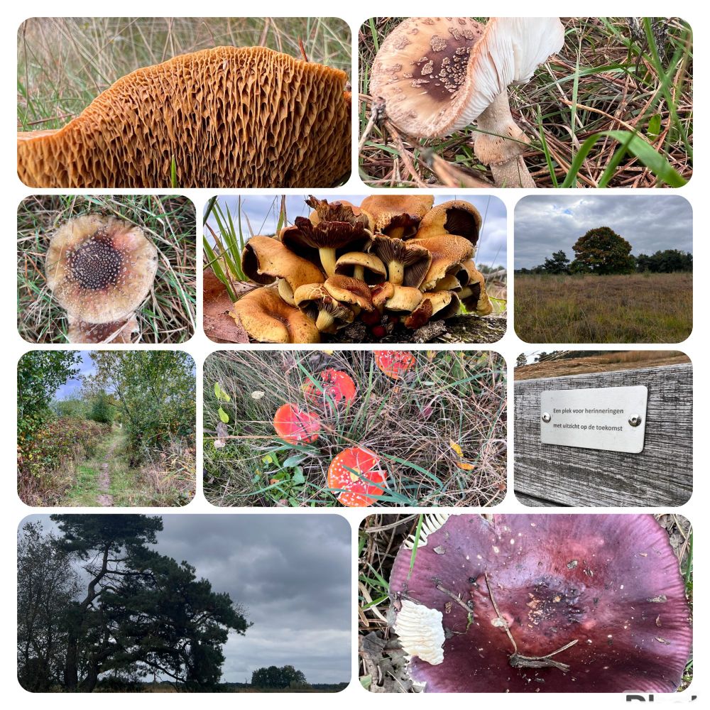 Collage van natuurfoto’s met veel paddenstoelen en herfstachtig landschap. Bovenaan links is een close-up van de onderkant van een paddenstoel met geelbruine, op honingraat lijkende structuren. Daarnaast een paddenstoel van bovenaf gezien met lichtbruine hoed en witte stippen. Daaronder meer paddenstoelen, waaronder een groepje bij elkaar, en diverse soorten in verschillende kleuren, waaronder rood met witte stippen (vliegenzwam). Verder zijn er foto’s van bospaden, grasvelden met solitaire bomen, en een dreigende, grijze lucht boven een landschap met bomen. Rechts is een houten bordje te zien met de tekst: ‘Een plek voor herinneringen met uitzicht op de toekomst’. De sfeer is typisch herfst en de collage geeft een indruk van een wandeling door een natuurgebied, met veel aandacht voor paddenstoelen en het landschap.