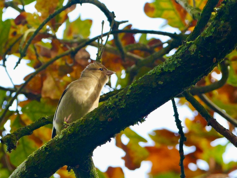 Vinkachtige vogel staand op een mosachtige tak in een boom, met op de achtergrond herfstbladeren in verschillende tinten bruin, geel en groen. De vogel kijkt schuin omhoog en het licht valt op zijn borst en gezicht, waardoor zijn lichte veren goed zichtbaar zijn. De sfeer is rustig en herfstachtig.