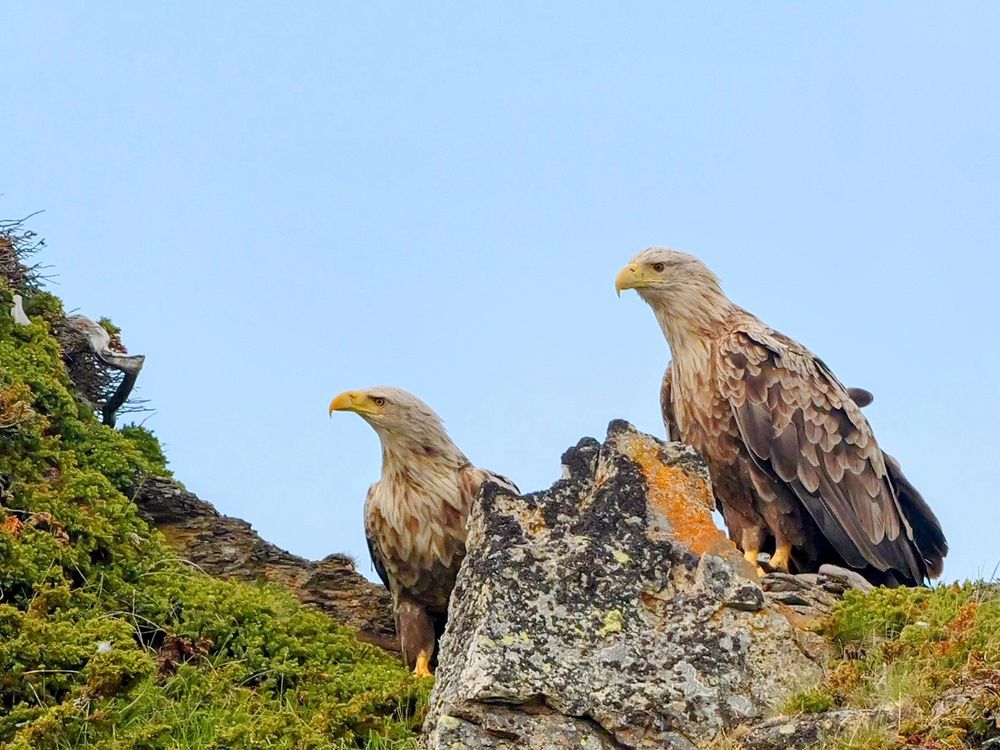 Twee grote zeearenden die op een rotsachtige heuvel zitten. De vogels hebben lichtbruine koppen en gele snavels. Op de voorgrond is een rotspartij bedekt met mos en wat vers groen gras te zien. De lucht op de achtergrond is helderblauw, zonder wolken. Beide arenden kijken alert om zich heen.