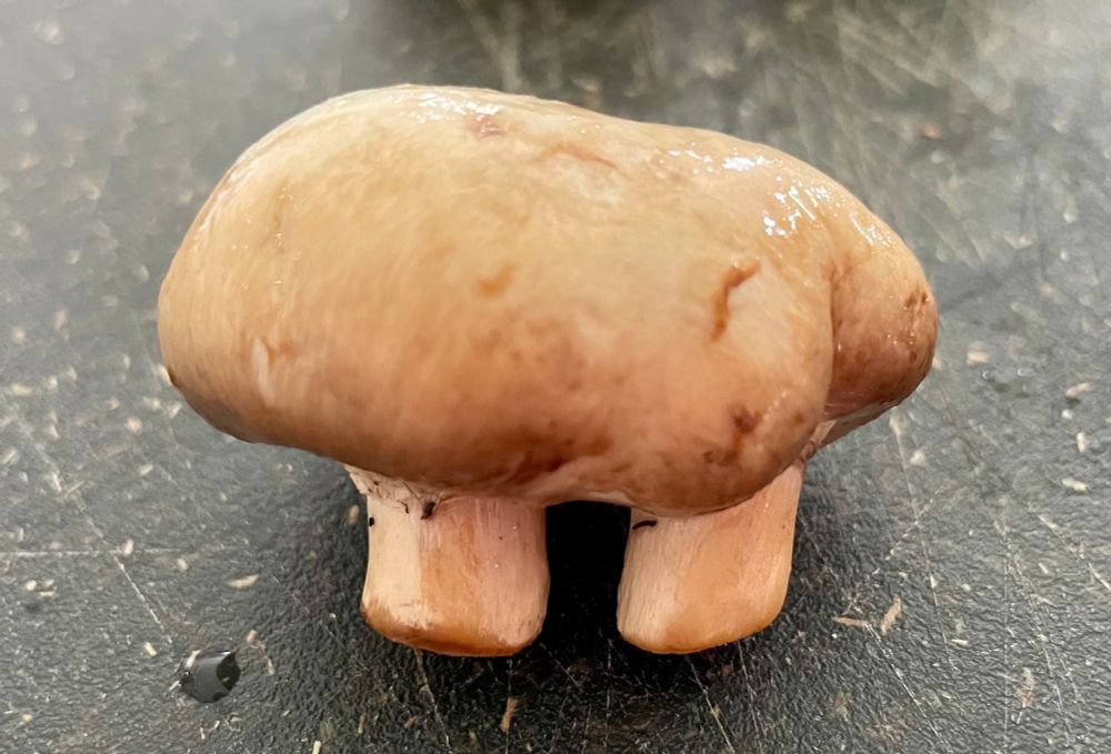 A pair of mushrooms whose tops grew together and joined into one.