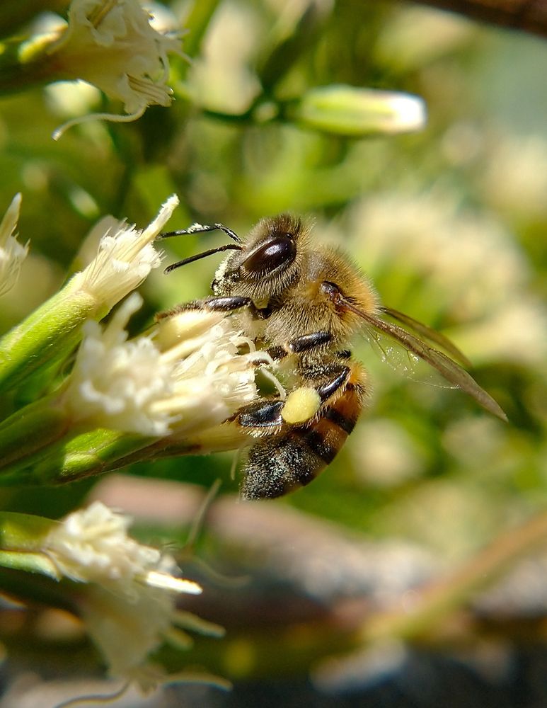Fotografia de uma abelha Apis mellifera coberta de pólen e pousada verticalmente na base de uma flor branca. Esta abelha possui a cabeça revestida por pêlos, olhos compostos e um par de antenas pretas. Em seu tórax há grande quantidade de pêlos, pernas também pretas com uma estrutura que serve para armazenar pólen, asas translúcidas e com nervuras, abdômen com anéis que vão do amarelo ao laranjado intercalados por faixas pretas. O fundo são flores e folhas dessa mesma planta desfocadas.
