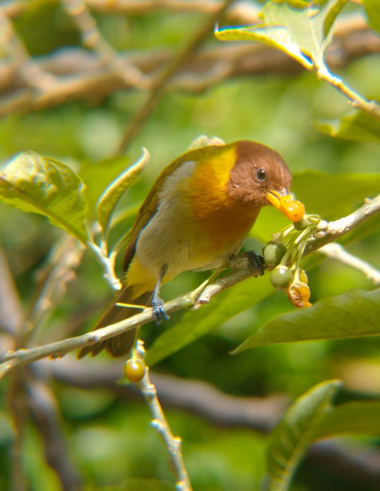 Um indivíduo macho de Saíra-ferrugem (Hemithraupis ruficapilla) alimentando dos frutos pequenos e alaranjados de Marianeira (Acnistus arborescens). Essa Saíra possui a cabeça avermelhada com olhos castanhos, bico amarelo e um pequeno detalhe amarelo na nuca que parece um lenço, asas verde olivácea, suas patas possui a cor grafite, uma faixa na cor laranja que vai do pescoço até a metade do ventre pelo qual o restante é branco. A cauda tem um detalhe em seu início também amarelo. O fundo é vegetação desfocada.
