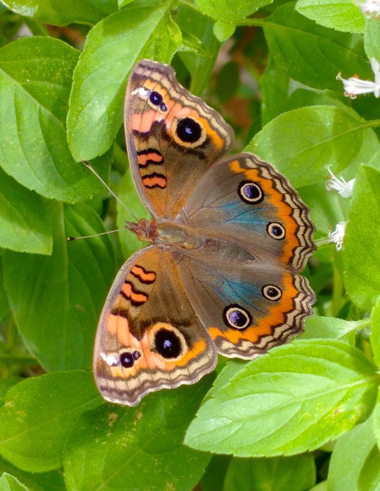 Fotografia de uma borboleta (Junonia evarete) pousada com as asas abertas sobre folhas verdes brilhantes de manjericão (Ocimum basilicum). Esta borboleta possui padrões simétricos em suas asas. As pontas das asas dianteiras são de coloração laranja com pares de ocelos pretos de diferentes tamanhos e ao seu lado duplo desenhos que lembram o formato de ervilhas. A parte central de seu corpo é levemente marrom se estendendo até as asas dianteiras. Na parte traseira possui escamas estruturais em azul metálico com dois pares de ocelos roxos também de ambos os lados. As bordas são linhas ondulantes traçadas inicialmente em marrom intercaladas com a cor areia.
