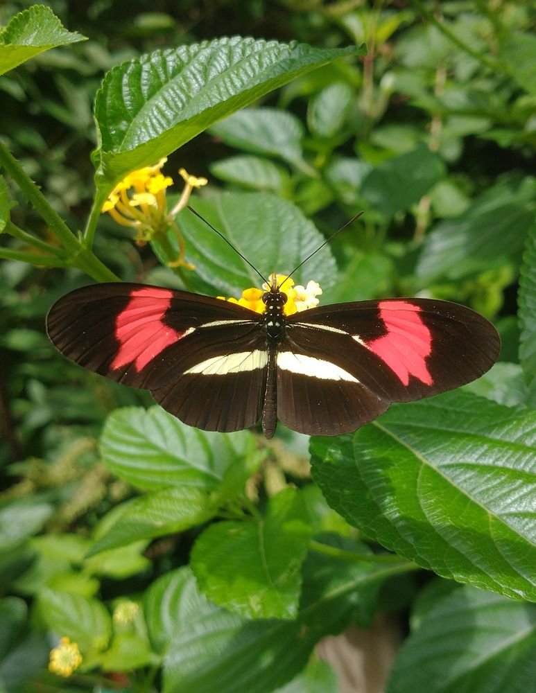 Borboleta-carteiro-vermelho (Heliconius erato phyllis) pousada em flores pequenas, numerosas e tubulares de Lantana camara de cor amarela. Esta borboleta é majoritariamente preta com manchas vermelhas, irregulares e simétricas na asas dianteiras e barras horizontais também simétricas na cor verde fantasma de ambos os lados das asas traseiras. Apresenta pintas no tórax, antenas pretas e olhos compostos. O fundo são folhas de lantana parcialmente focadas e no segundo plano vegetação desfocada.
