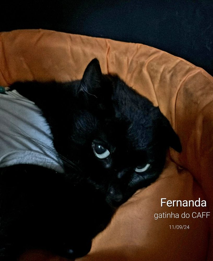 Foto da gata preta Fernanda, que está deitada na sua caminha, esperando ser adotada por você!