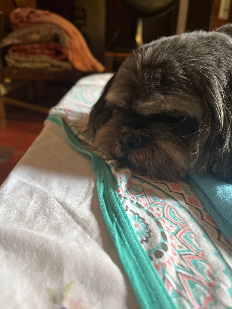 Cachorro shi tsu preto deitado em uma cama