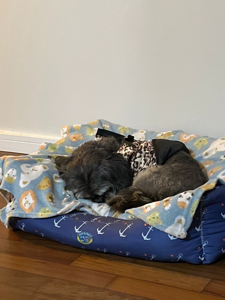 O cão Chico, pretinho pequeno de casaco, dorme enroladinho em sua cama