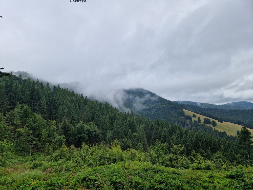 A forested hillside, with the tops of the hills shrouded in mist and clouds.