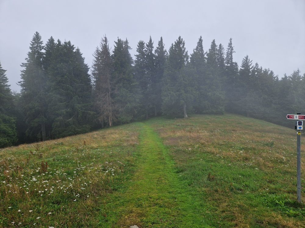 A green hillside with a path leading into an evergreen forest. The whole area is clouded in mist.