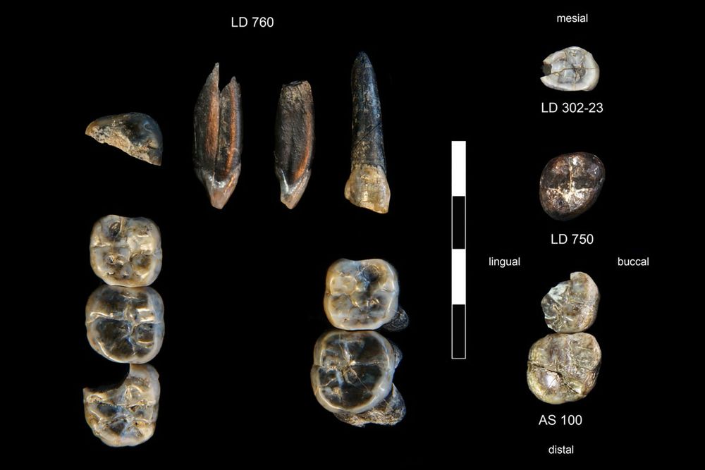 Ancient teeth found in Ethiopia belong to a never-before-seen species in the Australopithecus genus of human ancestors