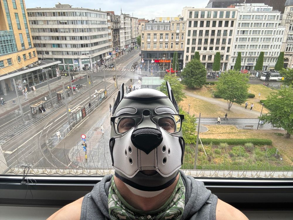 Selfie of Pup Danny from a hotel window overlooking the main square of Antwerp central station.