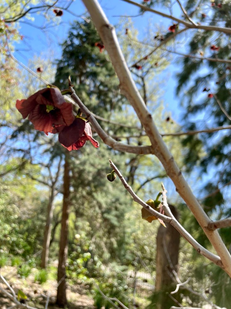 A branch in the foreground is bare of leaves, but has two downward-turned, bell-shaped, maroon-colored blossoms on it. More trees and a blue sky are in the background. 