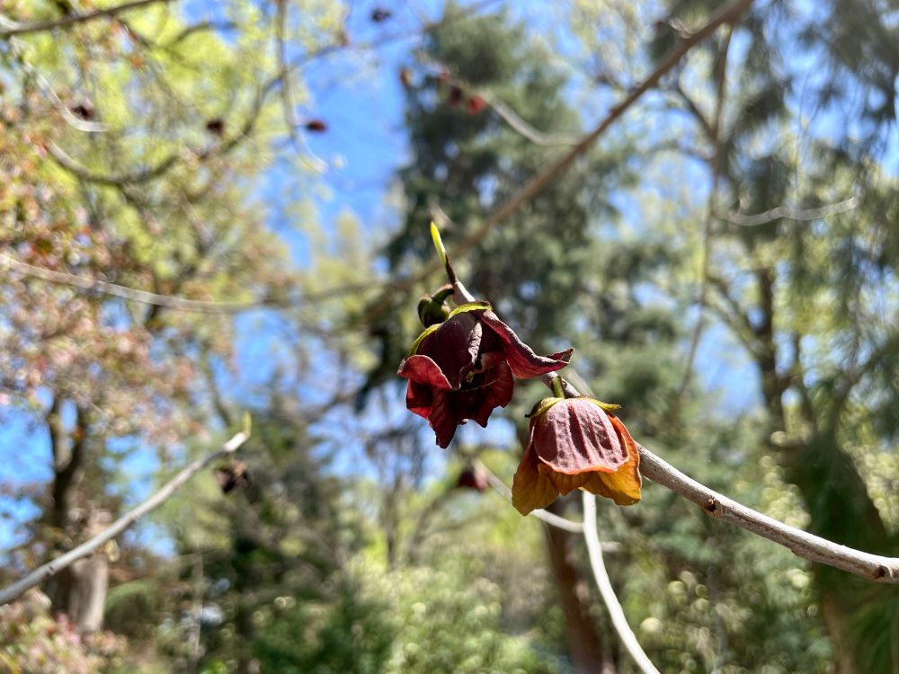 Two more downward-turned maroon flowers on a bare branch in the foreground. The flower on the right is particularly bell-shaped, while the one on the left is a darker maroon, almost black in some places. 