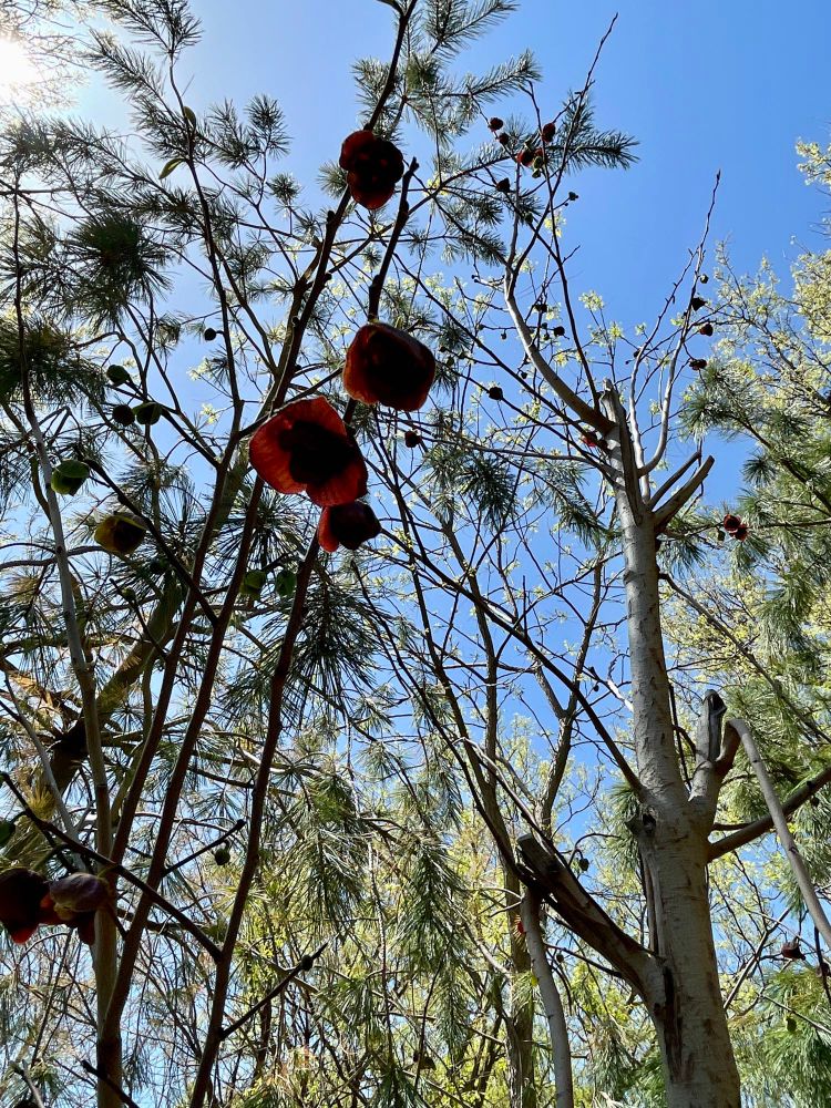 An upward view of a thin tree, bare of leaves, with dozens of maroon blossoms visible dotting rhetorical branches. 