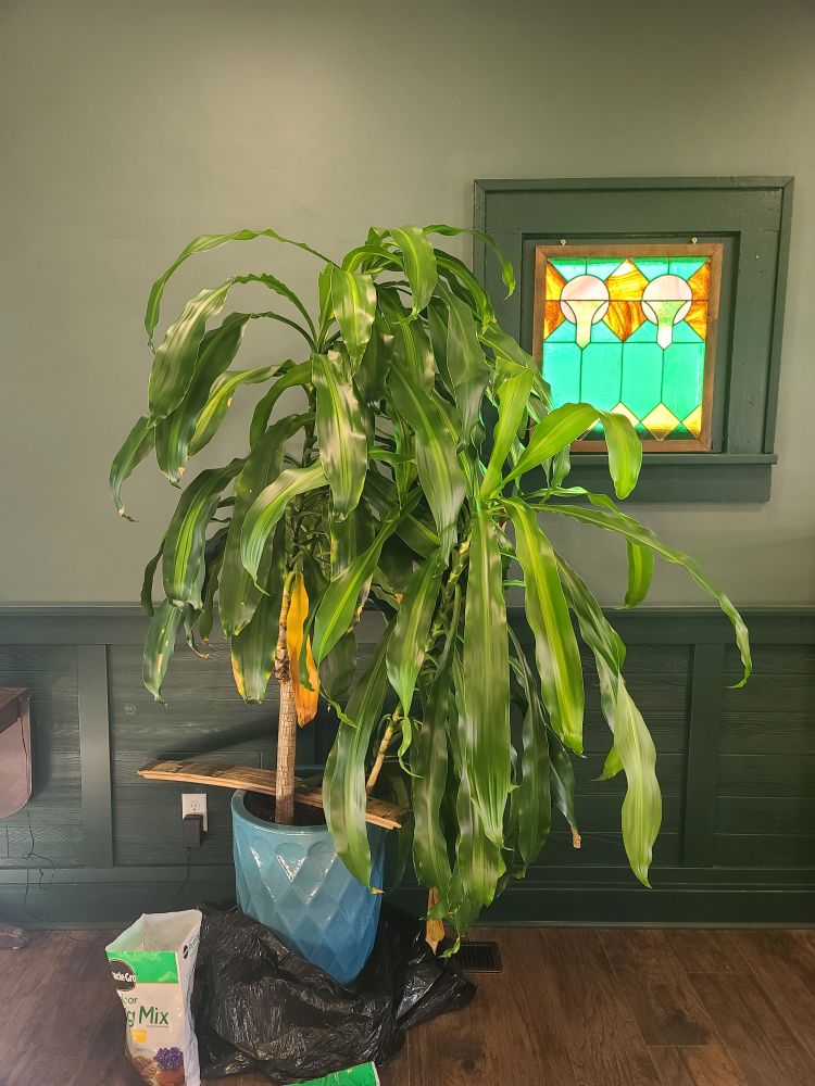 A large dracaena fragrans is held up with some wood next to a small stained glass window