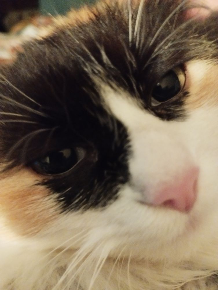 Gros plan sur une face de chat, son nez est rose, poils et moustaches blancs, tâches noires et rousses sur les yeux 