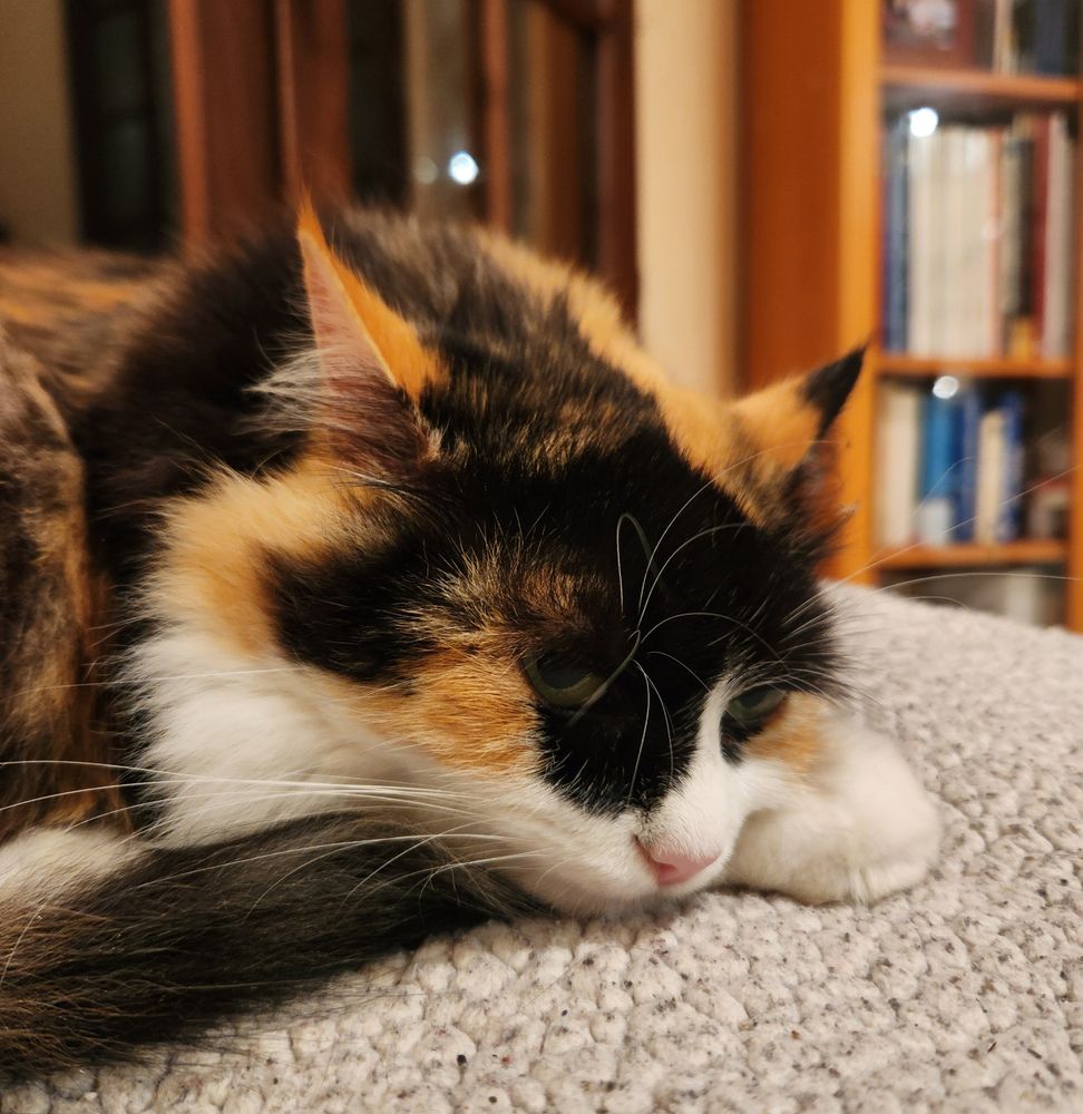 Matia,  chat assorti au plaid et aux meubles (ou l'inverse)