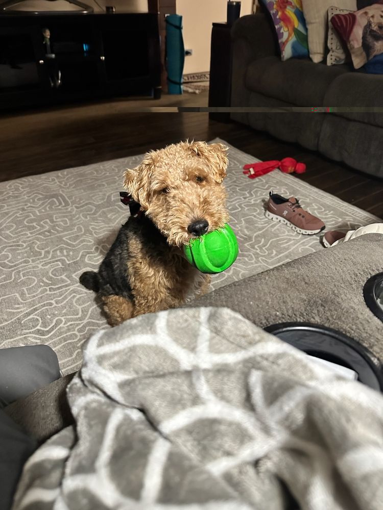 A Welsh Terrier with a green ball in his mouth 